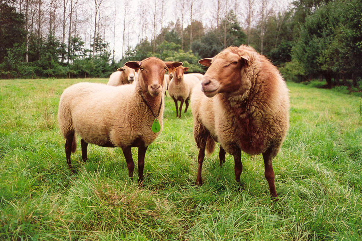twee ardense voskopschapen